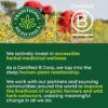 Traditional Medicinals Organic, Dandelion Leaf & Root - Dandelion Root Tea, Supports Normal Detox + Digestion - Kosher, Non-GMO, Caffeine-Free, Compostable - 16 Tea Bags